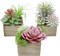 Artificial Mini Succulents in Wood Pots, Set of 3, for Home and Office Decor